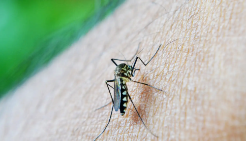 Casos de dengue seguem em queda em comparação ao ano passado