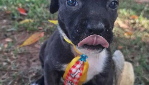 10&ordm; Feira de Adoção Pet acontece no próximo sábado no Canil