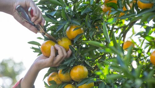 Laranja lima atinge menor preço de 2026 e lidera queda no atacado da CEAGESP