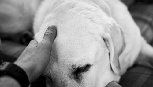 Aprovado projeto que autoriza sepultamento de cães e gatos junto a seus tutores