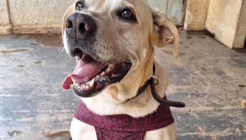 Neste sábado, Iguatemi promove evento de adoção de animais