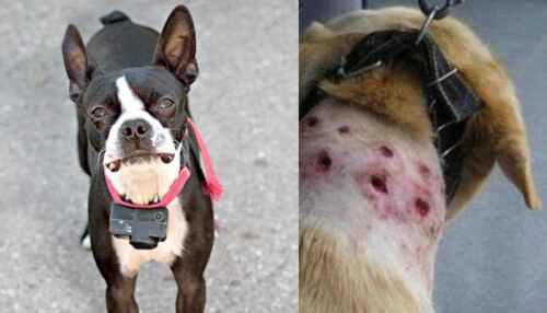 Proibido o uso de coleiras de choque: Projeto de Lei de Elton Carvalho e Bruno Zancheta é aprovado