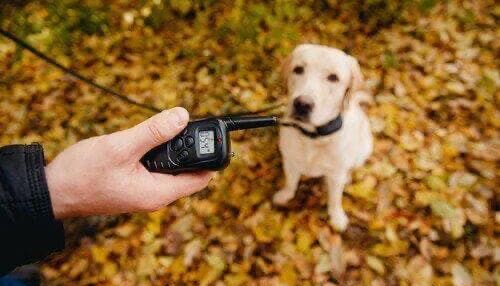 São Carlos pode proibir uso de coleiras de choque e métodos de dor em animas através de Lei de Elton Carvalho e Bruno Zancheta