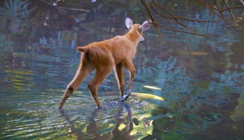 São Carlos lança aplicativo BioRota para monitoramento da fauna