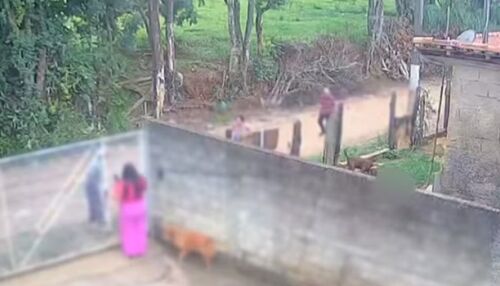 Bebê de 11 meses morre após ser atacado por pitbull no interior de SP 
