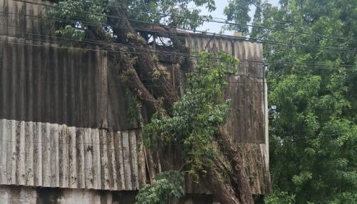 Morador alerta para risco de queda de árvore de grande porte no Jockey Clube