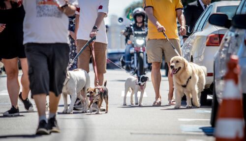 Caminhada Pet reúne tutores e arrecada ração para animais resgatados em São Carlos
