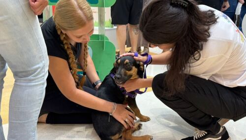 Shopping São Carlos promove 1&ordm; "Cão-curso" em celebração ao Dia Nacional dos Animais