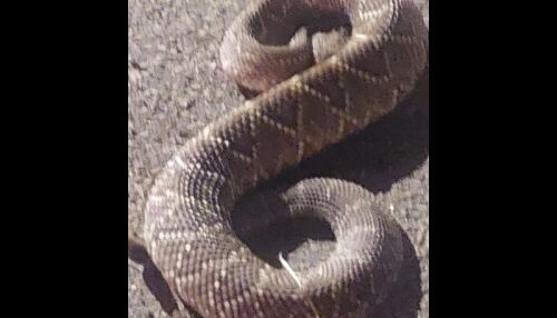 Cobra invade residência no Jardim Embaré, mata cachorro e preocupa moradores