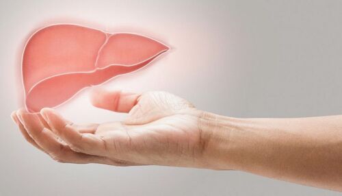 Luz violeta para salvar vidas: como a fluorescência pode ajudar médicos a avaliar fígados durante transplantes