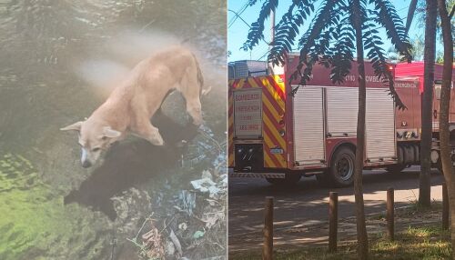 Bombeiros resgatam cachorra em estado crítico presa em córrego no Jd. Centenário