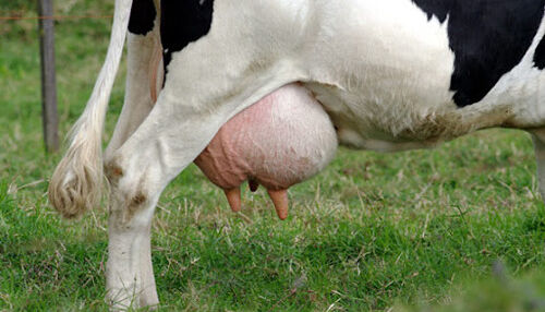 Bactéria Streptococcus agalactiae eleva índices de mastite bovina