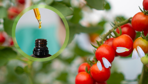 Óleos essenciais apresentam ação inseticida contra a mosca-branca