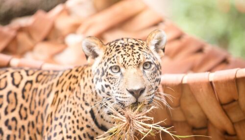 Parque Ecológico celebra 1 ano da onça-pintada Atenas com programação especial