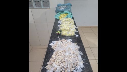 Força Tática apreende grande quantidade de drogas em residência no Presidente Collor