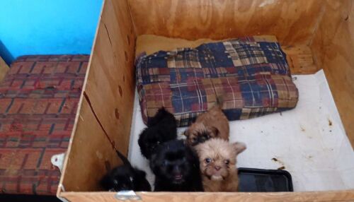 Fiscalização apreende 12 cães em criadouro clandestino e responsável é levada à delegacia