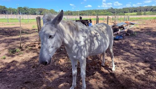 Prefeitura disponibiliza 33 equídeos para adoção responsável