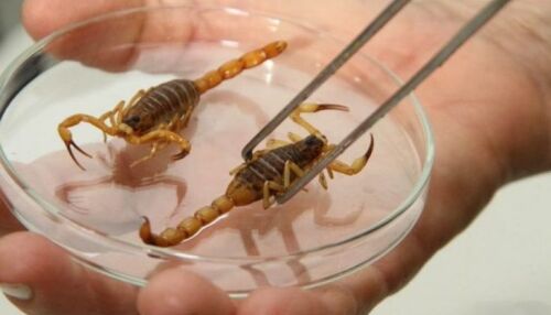 Picada de escorpião: vítimas devem ser levadas imediatamente à Santa Casa