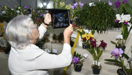 Exposição de Orquídeas reúne mil plantas e encanta visitantes em São Carlos