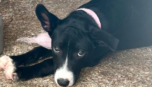 Centro de Controle de Zoonoses realiza feira de adoção animal 