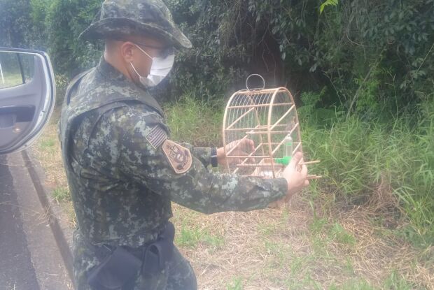 Dezesseis aves silvestres que eram mantidas em cativeiro são apreendidas em São Carlos