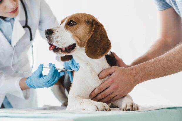 Vereador Bruno Zancheta propõe vacinas essenciais gratuitas para animais em São Carlos