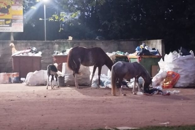 Cavalos soltos preocupam moradores do Aracê de Santo Antônio e Elton Carvalho cobra providências 