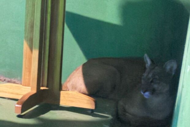 Onça-parda reaparece na região da USP e invade restaurante