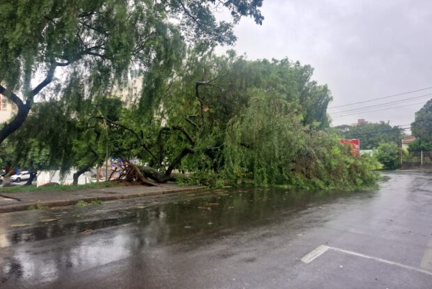 Chuva intensa derruba árvores e interdita vias em São Carlos