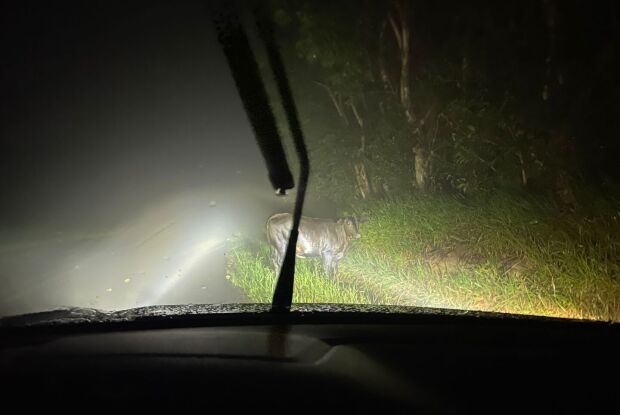 Animais soltos preocupam motoristas na estrada do Broa