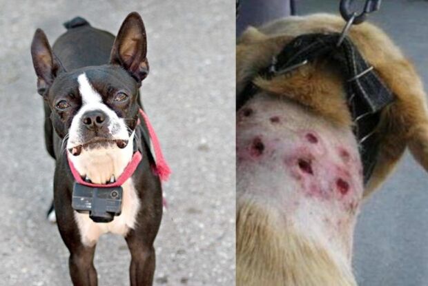 Proibido o uso de coleiras de choque: Projeto de Lei de Elton Carvalho e Bruno Zancheta é aprovado