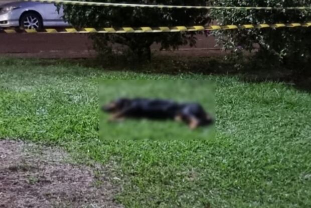 Guarda Municipal atira em cão após ataque para salvar animal em Ibaté