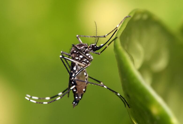 Casos de dengue aumentam 113,7% nos quatro primeiros meses de 2022 no Brasil