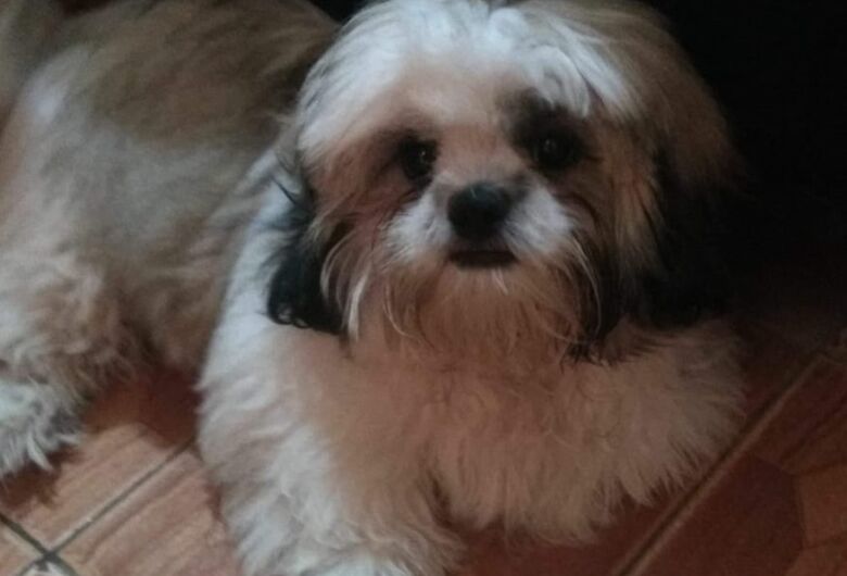 Cachorro Marley desaparece na região do Santa Felícia