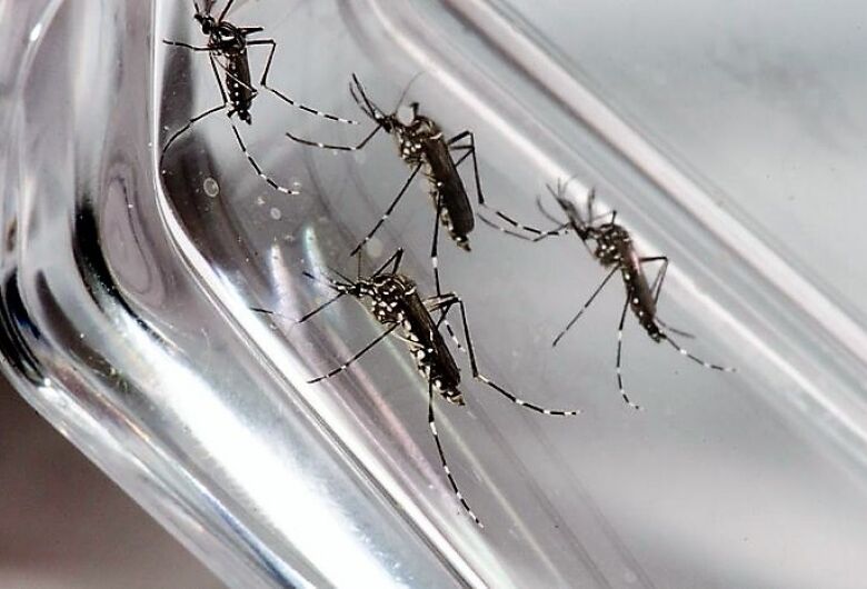 Em menos de uma semana, São Carlos confirma mais 221 casos de Dengue