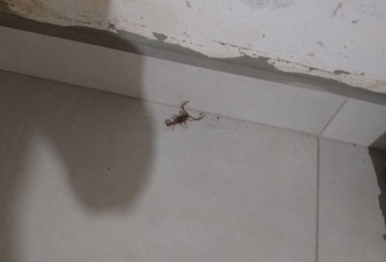 Escorpião é capturado dentro de casa no Parque Industrial