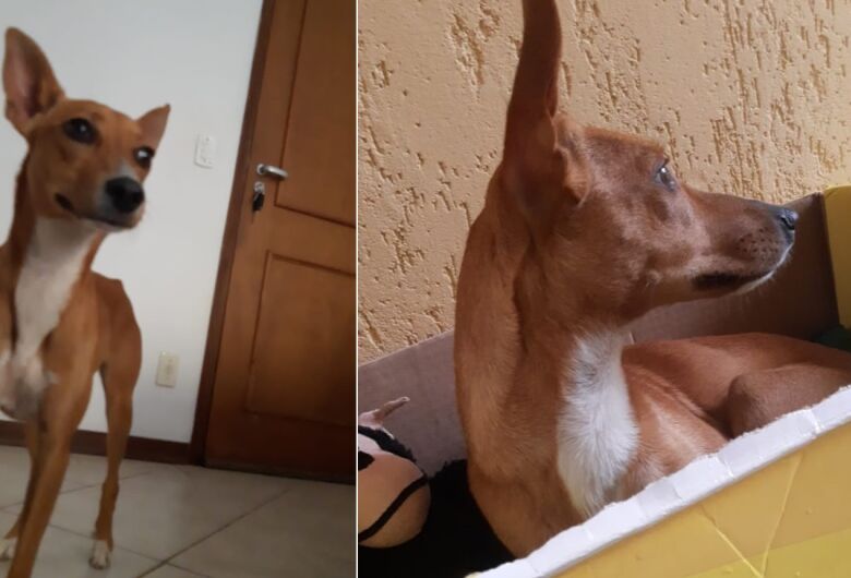 Cachorrinha Mel desaparece no Cruzeiro do Sul