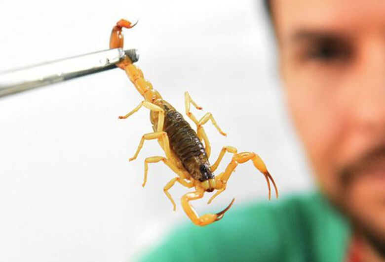 Unidade de controle de zoonoses e endemias orienta sobre a prevenção de escorpiões
