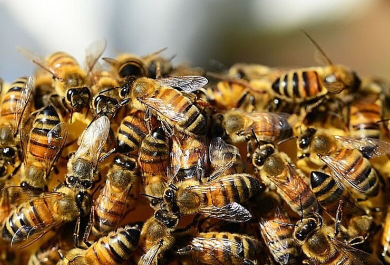 Homem morre após ser atacado por abelhas em cidade da região