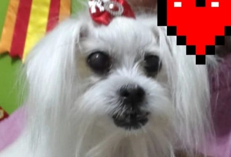 Homenagem da Funerais Pet a cachorrinha Belinha
