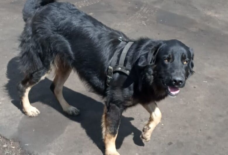 Cachorro Max desaparece na região da Vila Brasília