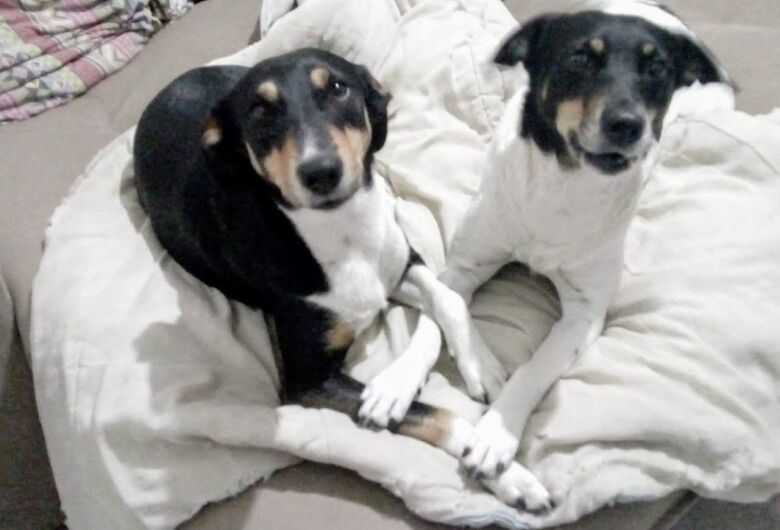 Cachorras Mel e Meg desaparecem na região da Vila Prado