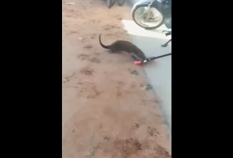 Lontra invade casa no Jardim do Sol em Itirapina