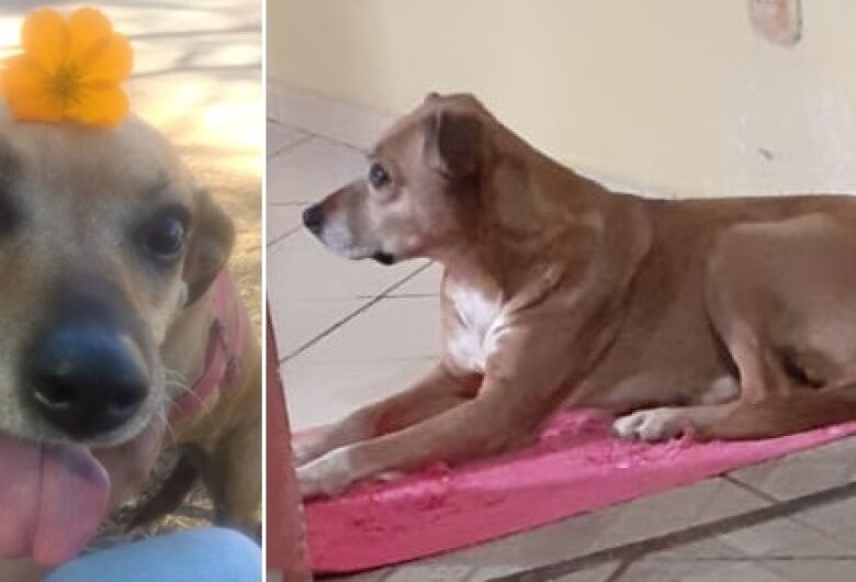 Cachorra Cacau desaparece na região do São Carlos 8