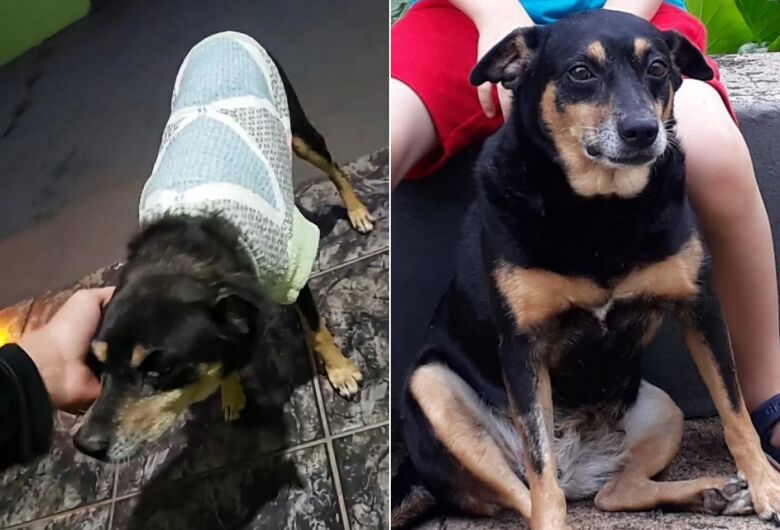 Procura-se cachorra "neguinha" que desapareceu na Vila Bandeirantes em Ibaté