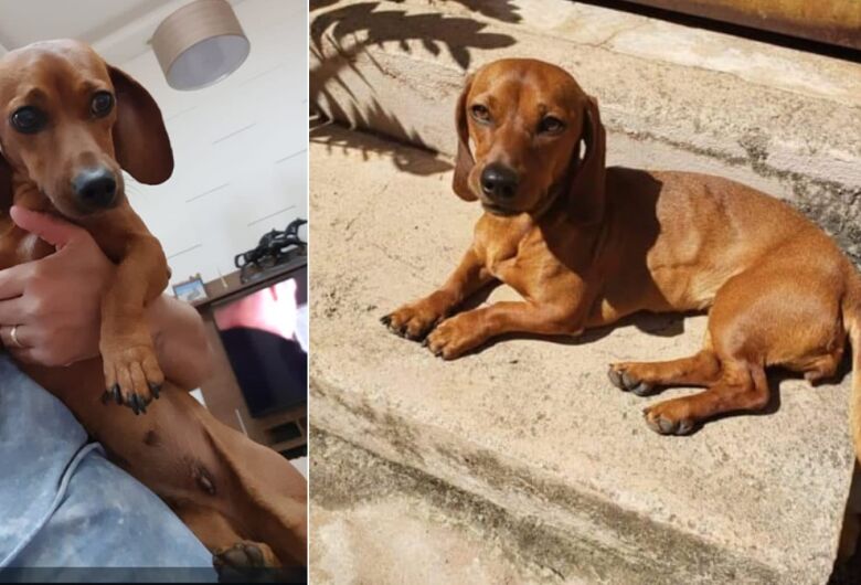 Cachorra Maia desaparece na região do Santa Felícia