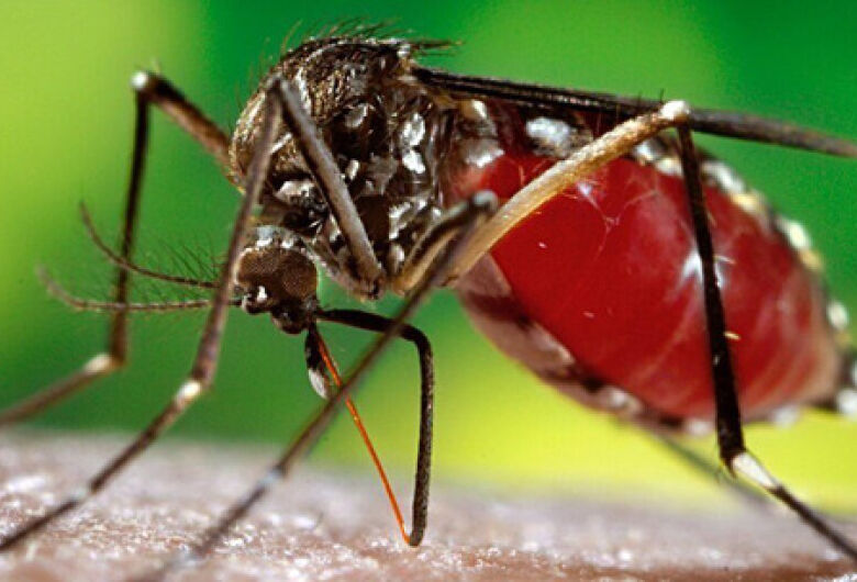 Crianças de até 5 anos morrem mais de dengue, revela pesquisa