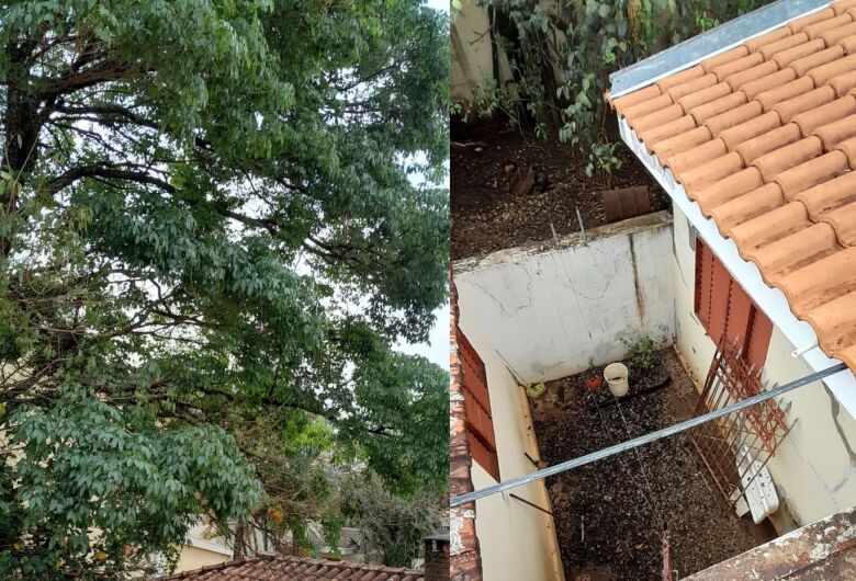 Árvore com risco de queda, assusta moradores no Jardim Bandeirantes
