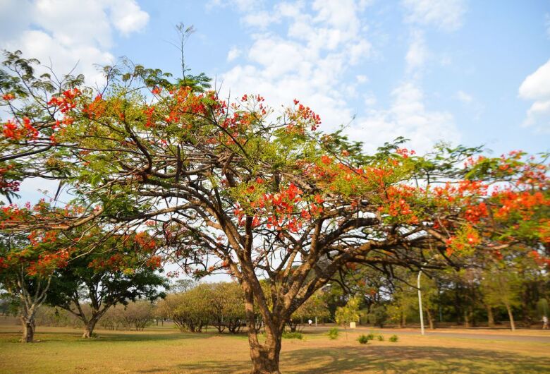 Primavera começa neste domingo com previsão de chuvas abaixo da média