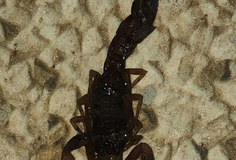 Escorpião é encontrado em residência no Jardim Medeiros